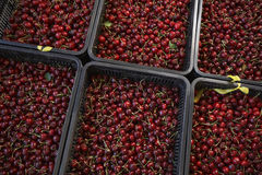 Trays Of Cherries Royalty Free Stock Photo