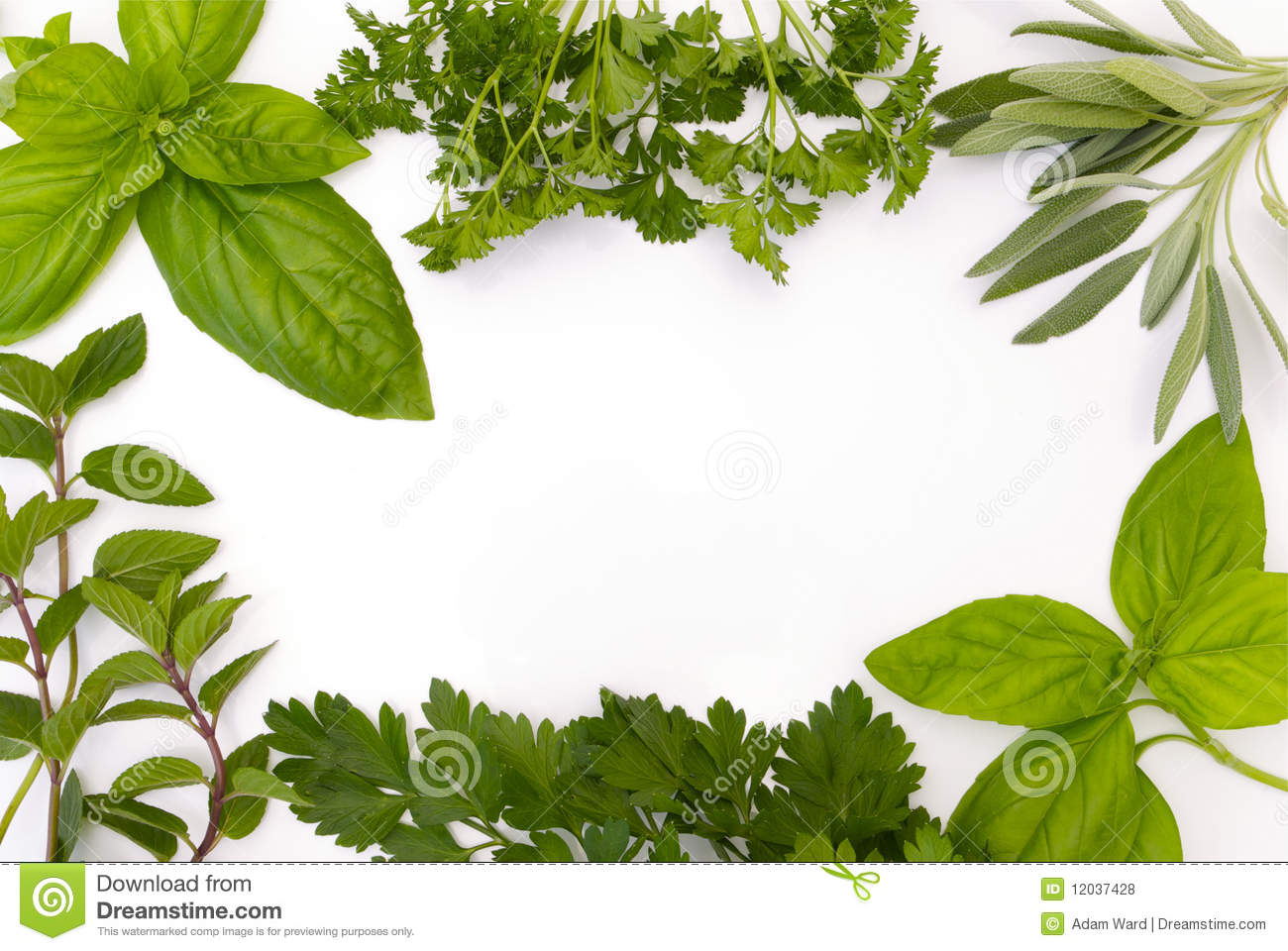 Various Herbs In A Border On White Background