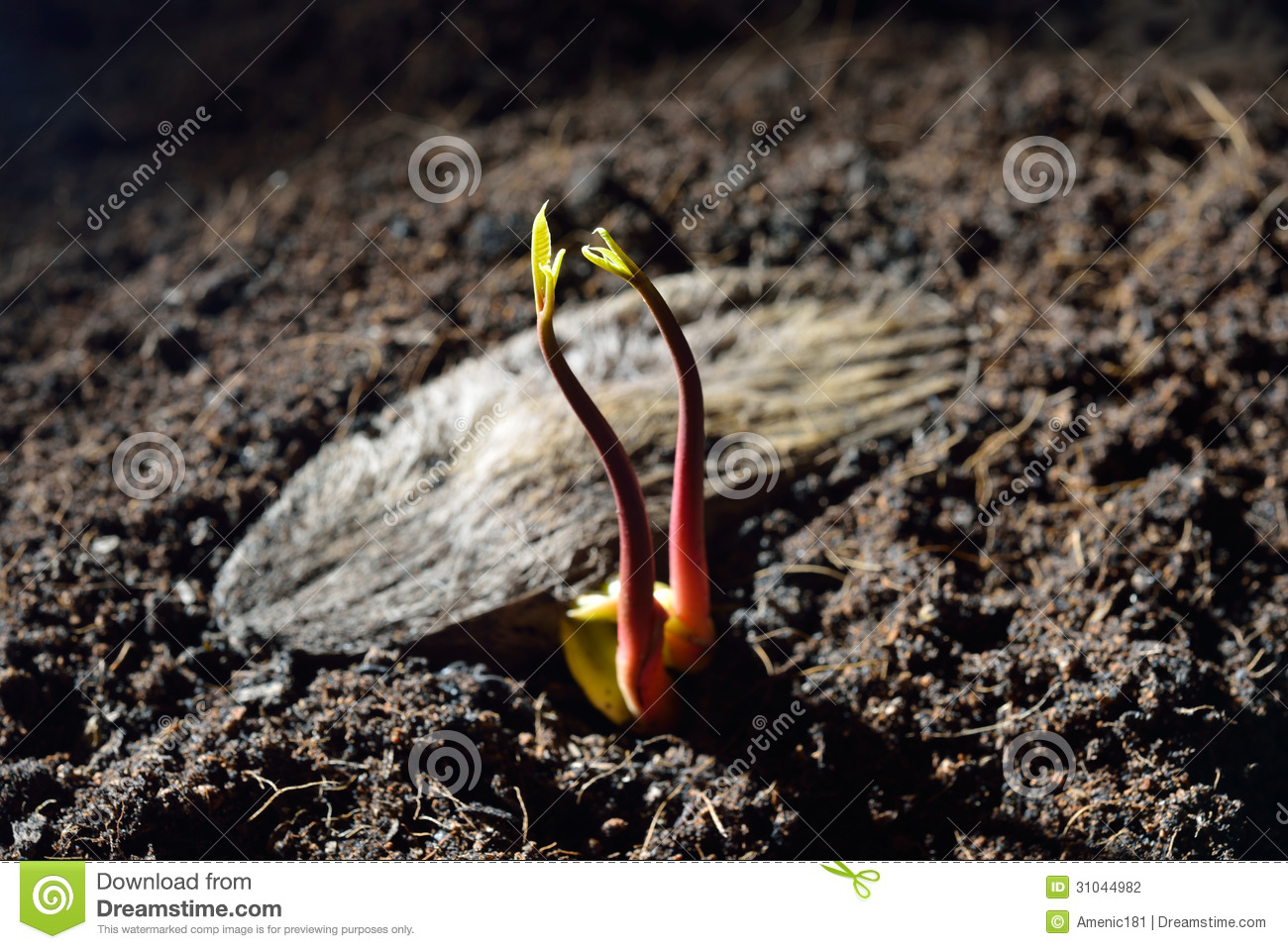 Young Plants Stock Photography   Image  31044982