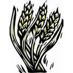 Wheat Graphics Free Cliparts All Used For Free 