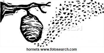 Clip Art Of Hornets Hornets   Search Clipart Illustration Posters