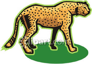 Common Spotted Cheetah   Royalty Free Clipart Picture
