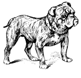 Free Bulldog Clipart   Free Clipart Graphics Images And Photos