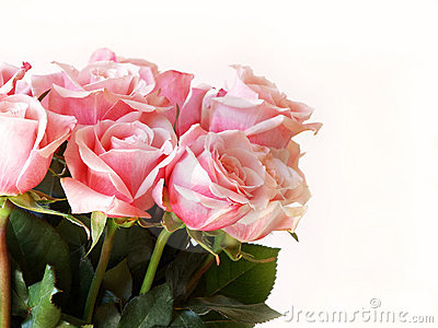 Pink Roses Isolated On White For Valentine S Day