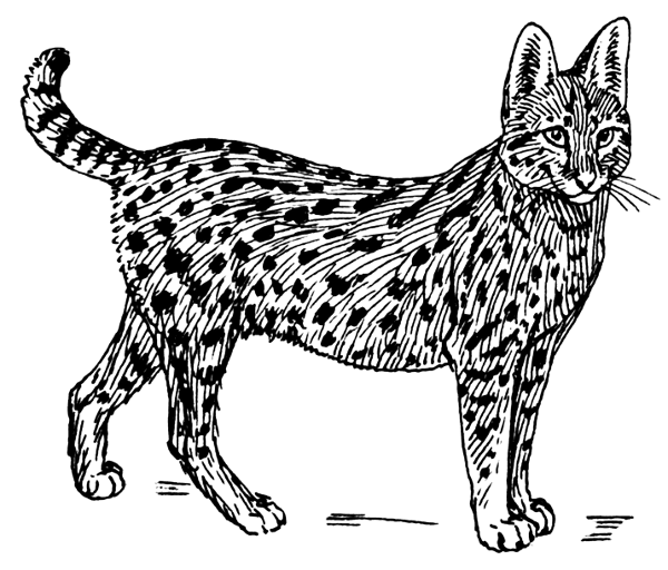 Serval Cat Serval Cat Coloring Page Spotted Wild Cat Wild Cat