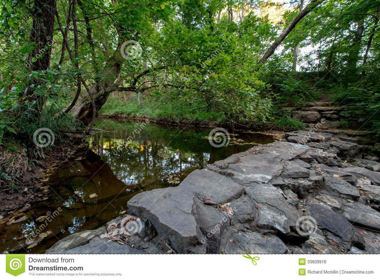 Tranquil Spring Or Summer Wooded Nature Outdoor Scene  Royalty Free    
