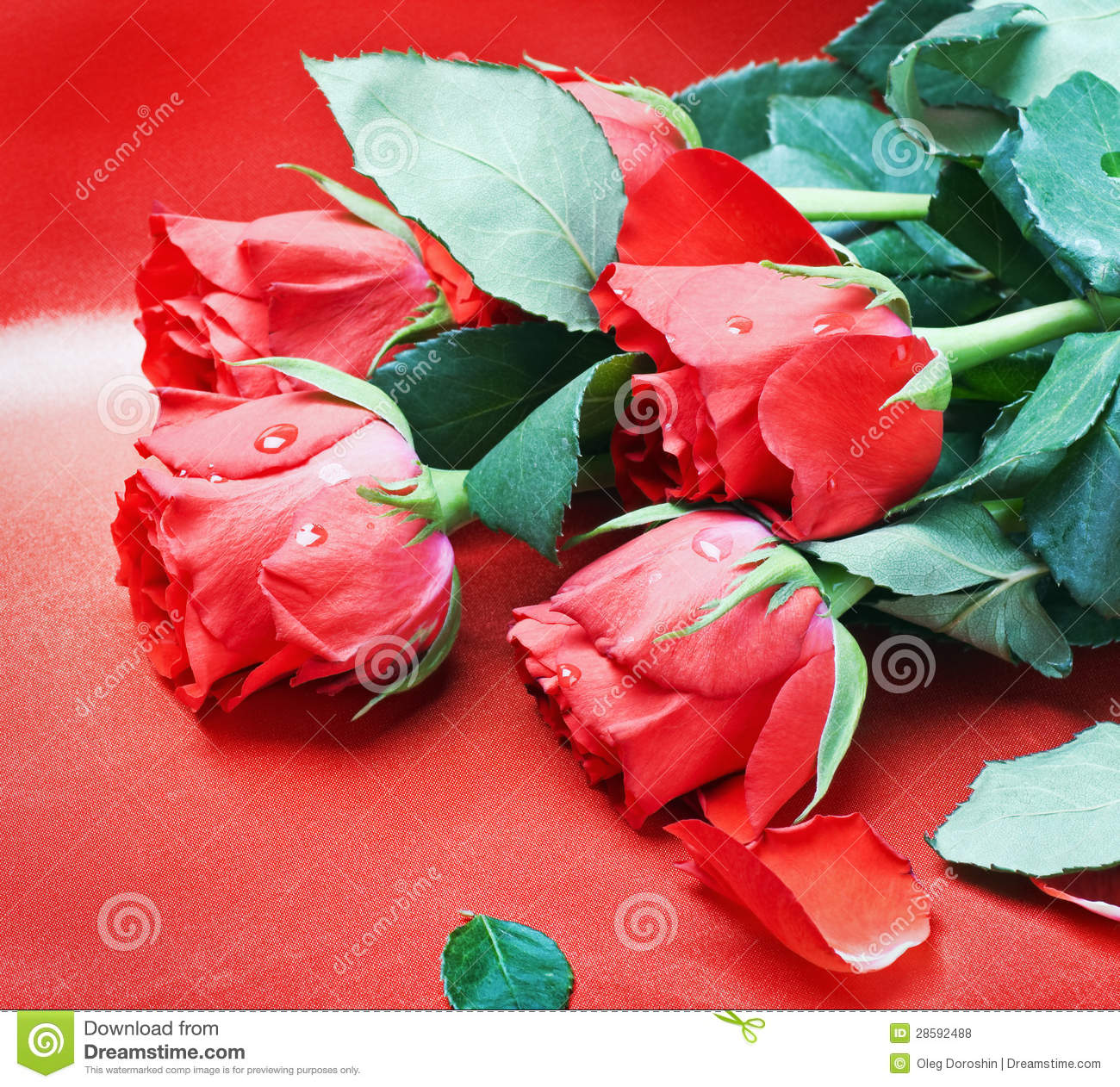 Valentine S Day Roses Royalty Free Stock Photos   Image  28592488