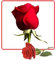 Valentine S Day Rosesvalentines Red Rosesvalentine Roses