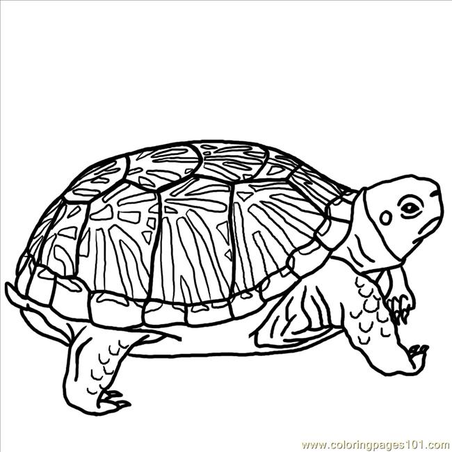 Free Printable Coloring Page Ornate Box Turtle Bw  Reptile   Turtle