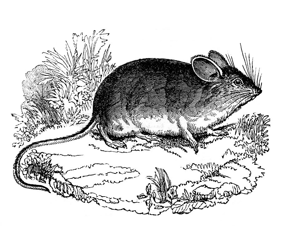 These Are Two Fun Black And White Mice Images From An Early Natural