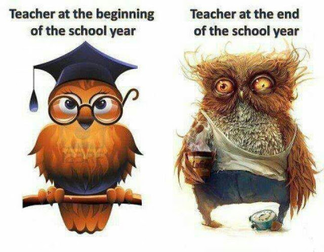 Web Of Funny  Teacher Owl
