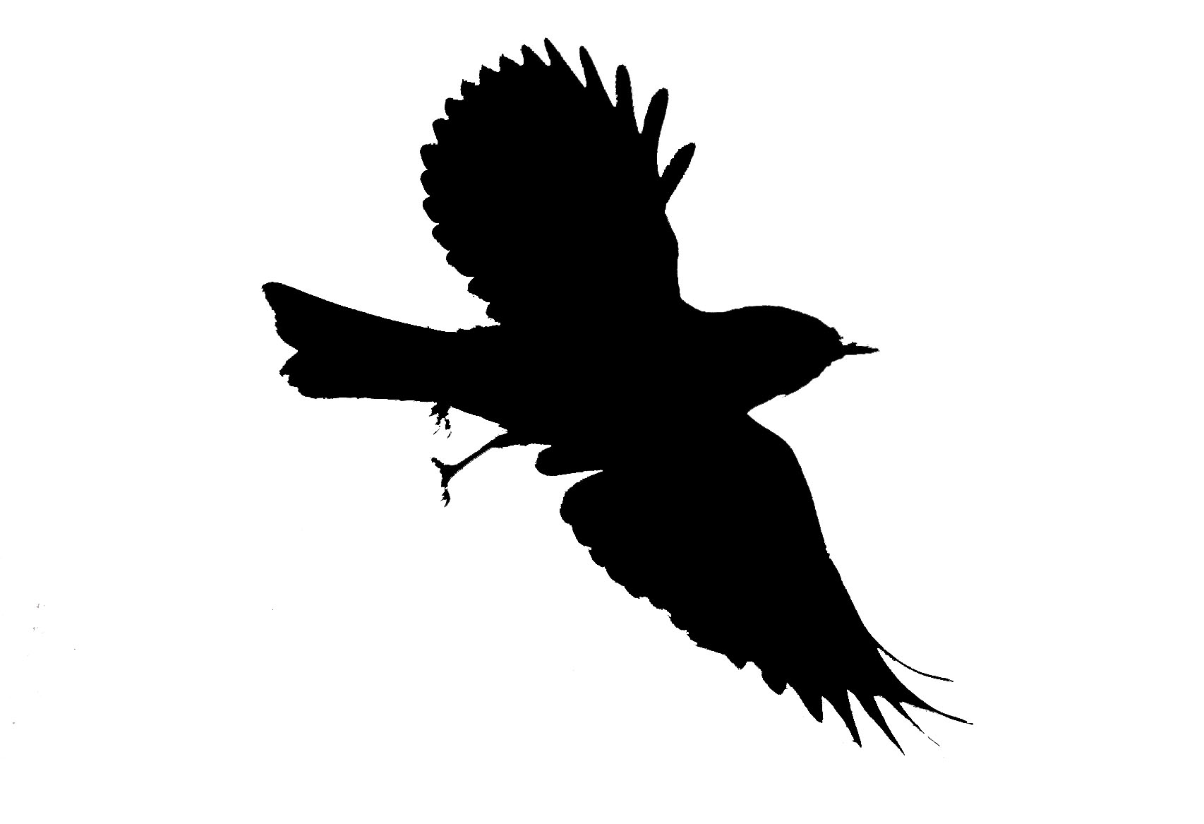21 Flying Bird Silhouette Free Cliparts That You Can Download To You
