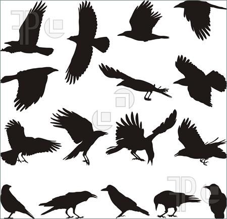 Crow Drawings   Bing Images   Ravens And Crows   Pinterest