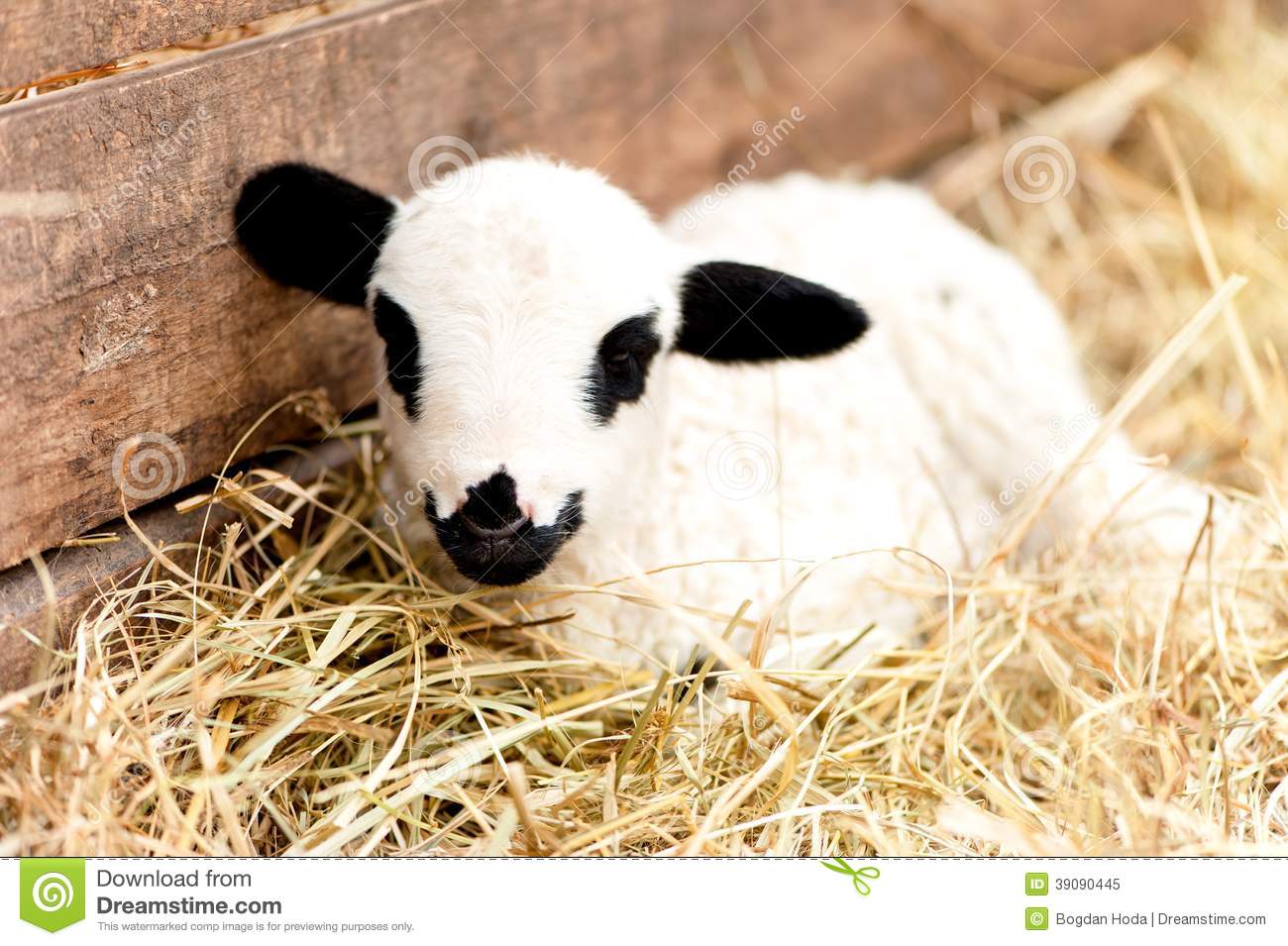 Cute Domestic Farm Lamb Sleeping In Hay Eating And Sleeping