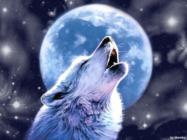 Free Animated Wolf Gifs   Wolves Howling Wallpaper   Hd Wallpapers    