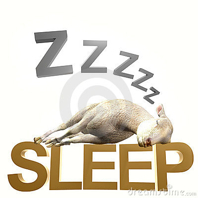 Sleeping Sheep Or Lamb Royalty Free Stock Photos   Image  14147428