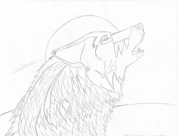 Wolf Howling Drawing