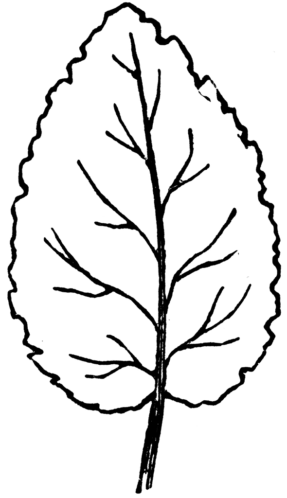 Fall Leaves Clip Art Black And White