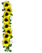 Sunflower Border   Stock Illustration