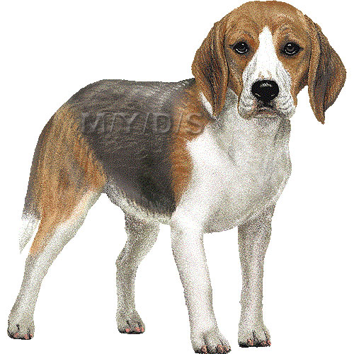 Beagle Clipart Graphics  Free Clip Art