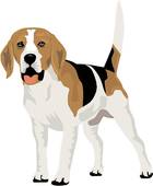 Beagle Clipart Illustrations  223 Beagle Clip Art Vector Eps Drawings