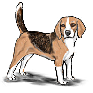 Beagle Standing   Http   Www Wpclipart Com Animals Dogs B Beagle