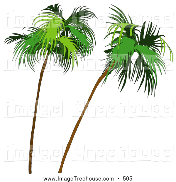 Coconut Palm Tree On White Tree Clip Art Dero