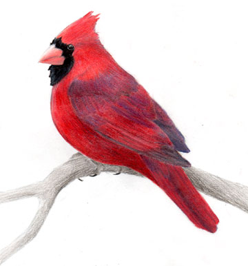 Humming Birds  North Carolina Cardinal Bird Picturesstate Birds
