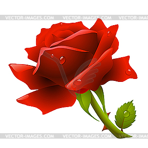 Red Rose   Vector Clipart