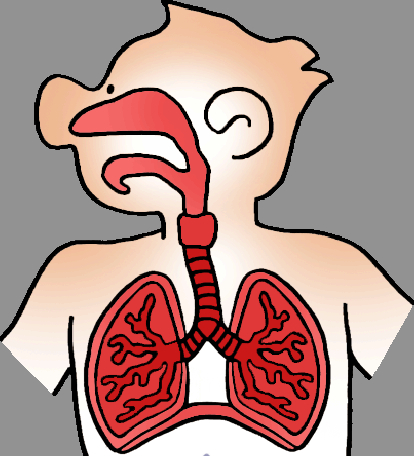 Respiratory System Clip Art   Clipart Best