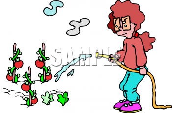 Clip Art Image Of A Woman Watering Her Tomato Plants In A Vegetable    