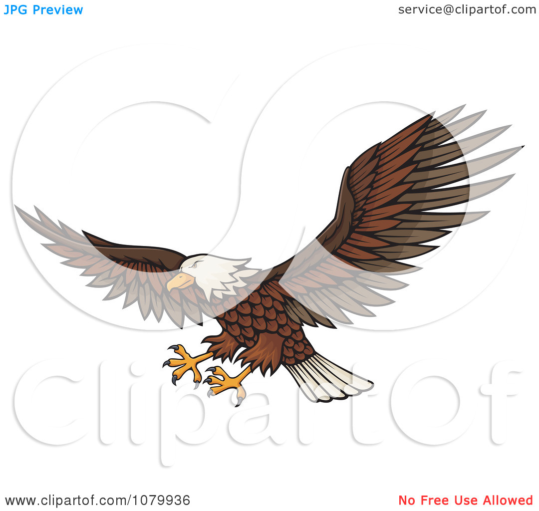 Clipart Flying Bald Eagle With Extended Talons   Royalty Free Vector    