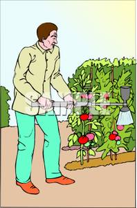 In His Vegetable Garden Watering Pants   Royalty Free Clipart Picture