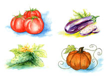 Vector Vegetables Painting On White Background Stock Image