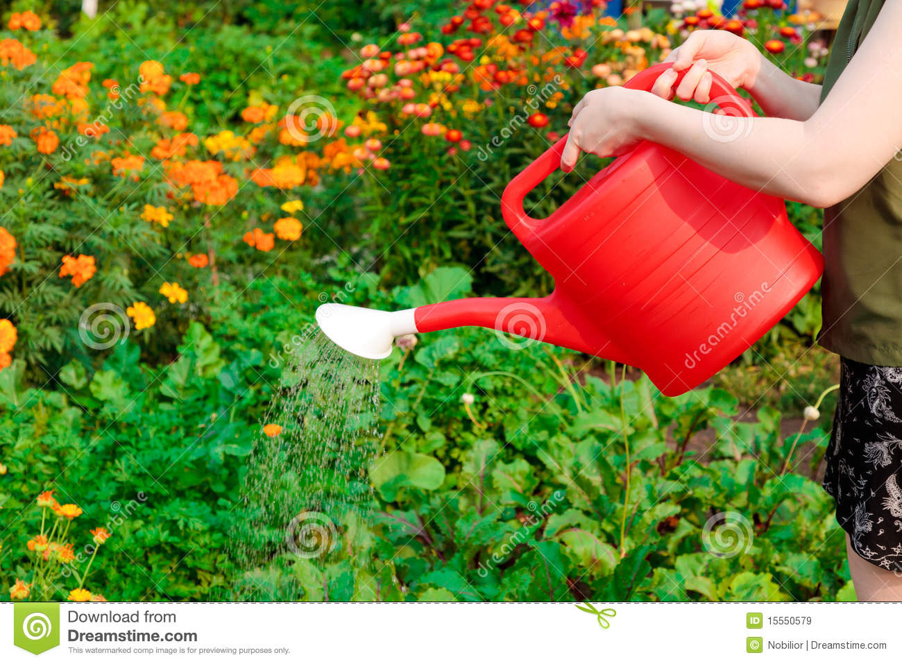 Watering Vegetables Royalty Free Stock Images   Image  15550579