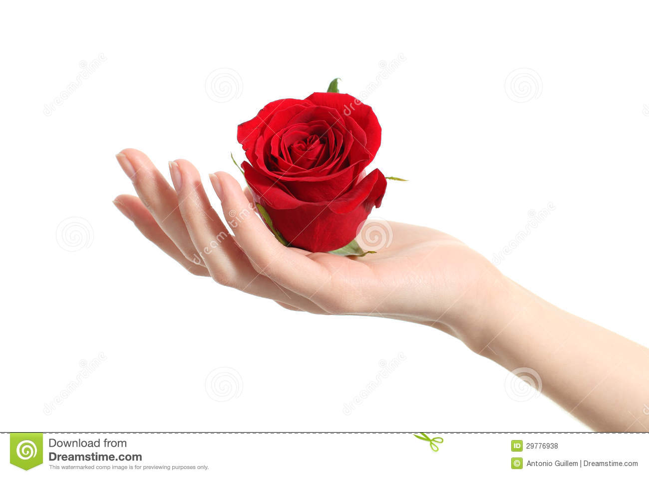 Beautiful Woman Hand Holding A Red Rose On A White Isolated Background
