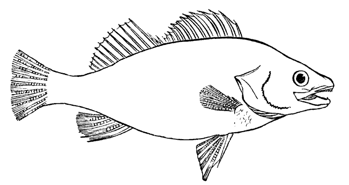 Black And White Cooked Fish Clipart Tropical Fish Clipart School