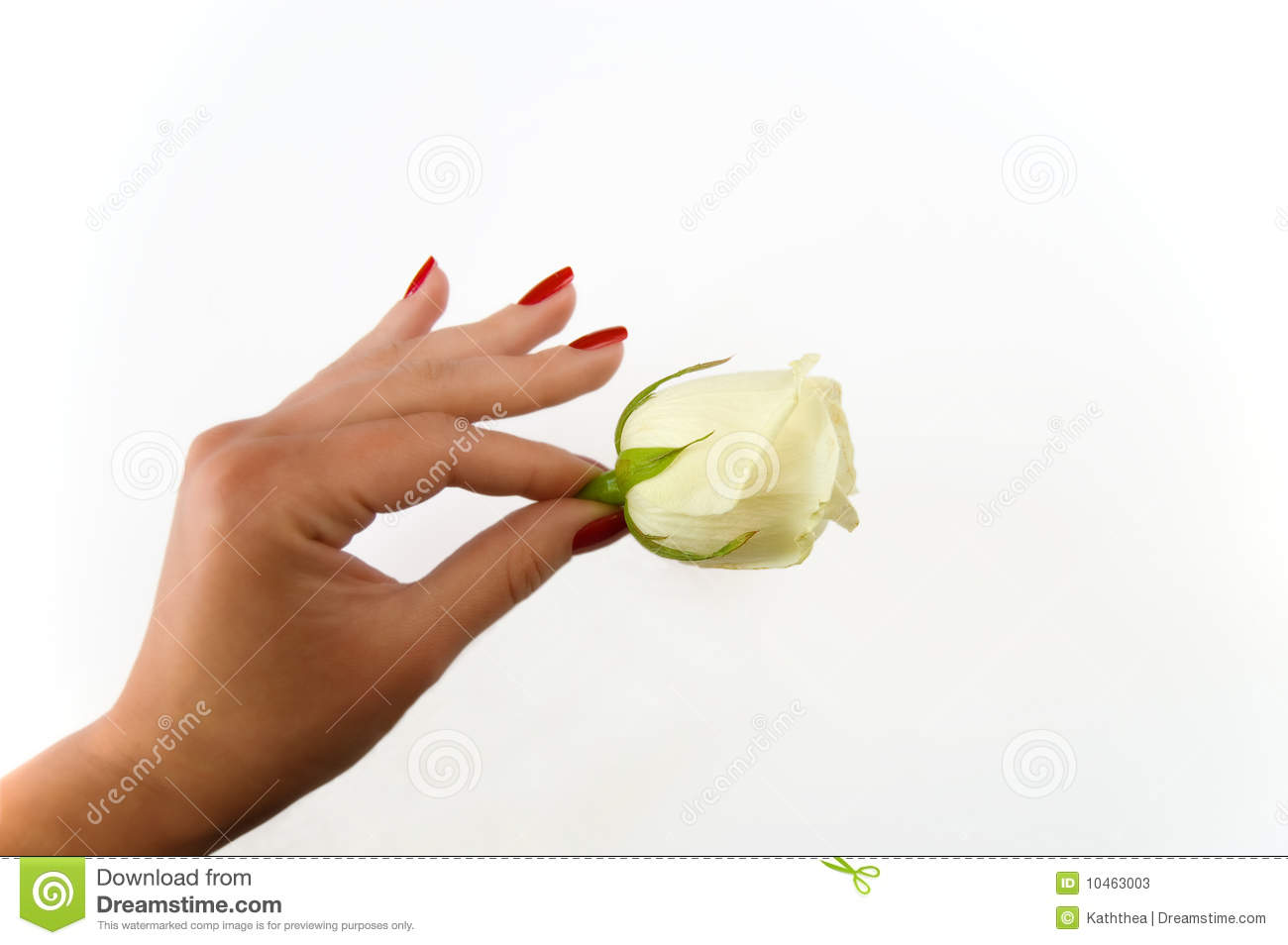Female Hand Holding Rose On A White Background Stock Photos   Image