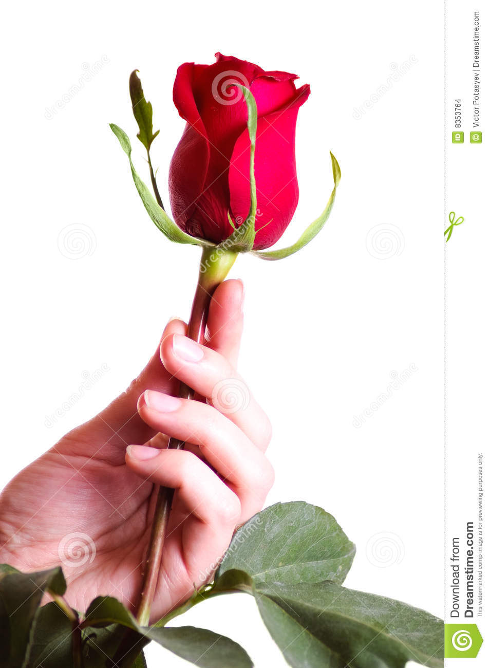 Hand Holding Beautiful Red Rose Stock Images   Image  8353764