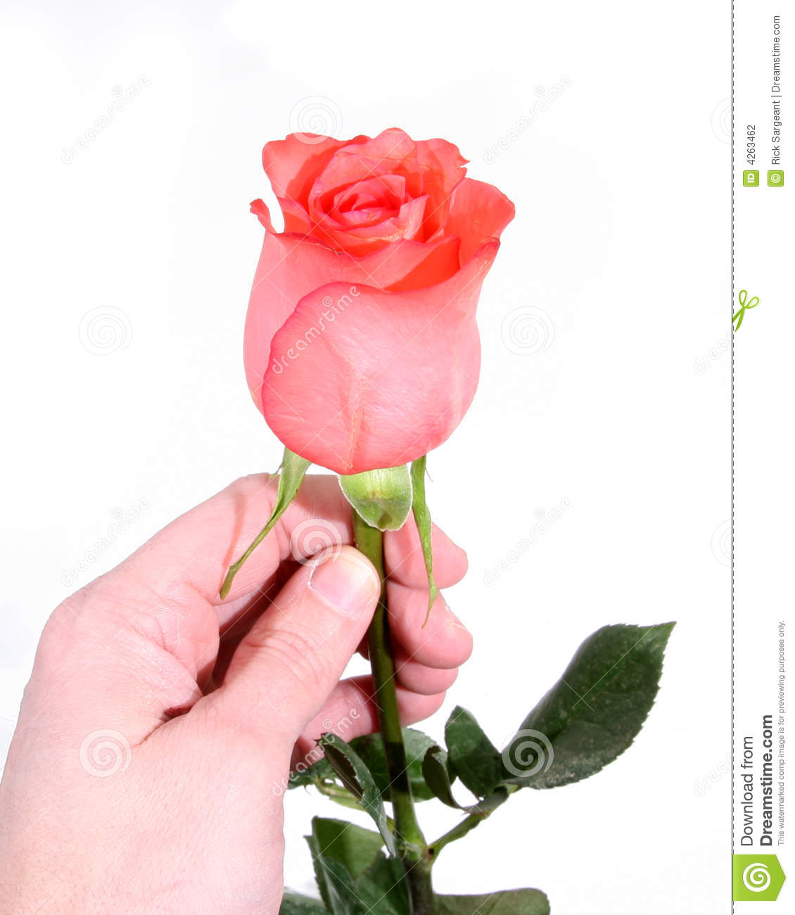 Hand Holding Pink Coral Rose On A White Background