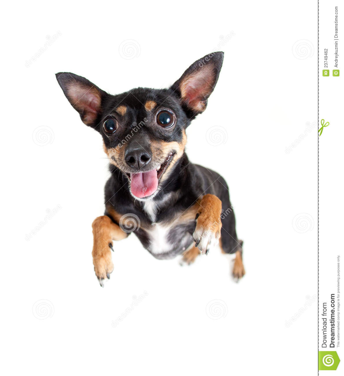 Jumpimg Flying Toy Terrier Dog Or Top View Isolated 