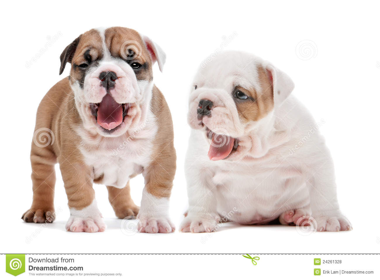 Two Yawning English Bulldog Puppies In Front Of A White Background 