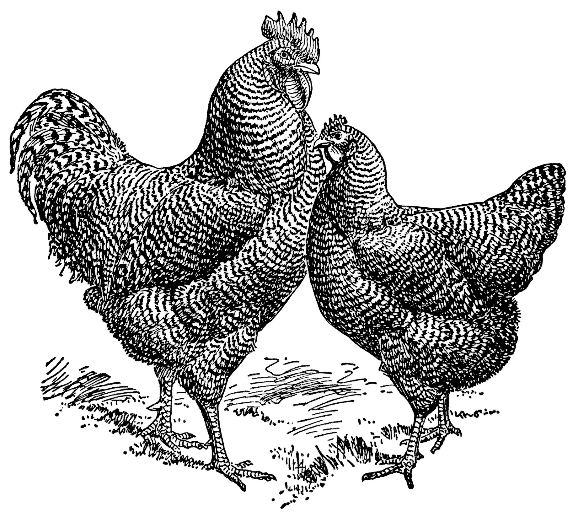 Art Vintage Chicken Illustration Black And White Graphics Free Farm