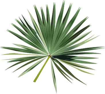 Go Back   Gallery For   Palm Leaves Clipart