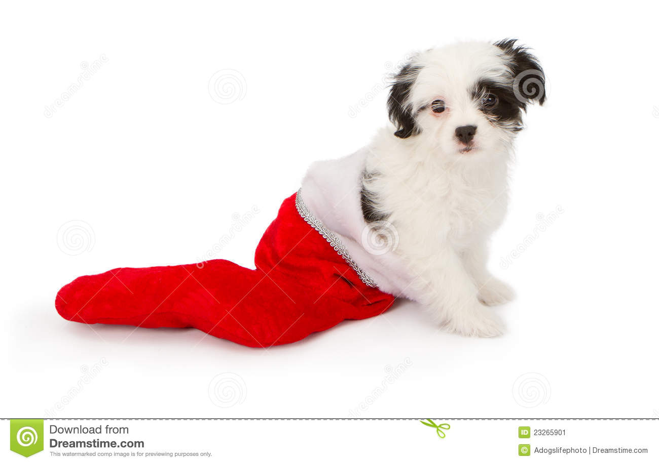 Cute Mixed Breed Puppy In A Red Christmas Stocking Against A White