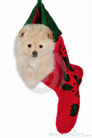 Cute Pomeranian Puppy Dog Hanging In A Christmas Stocking 