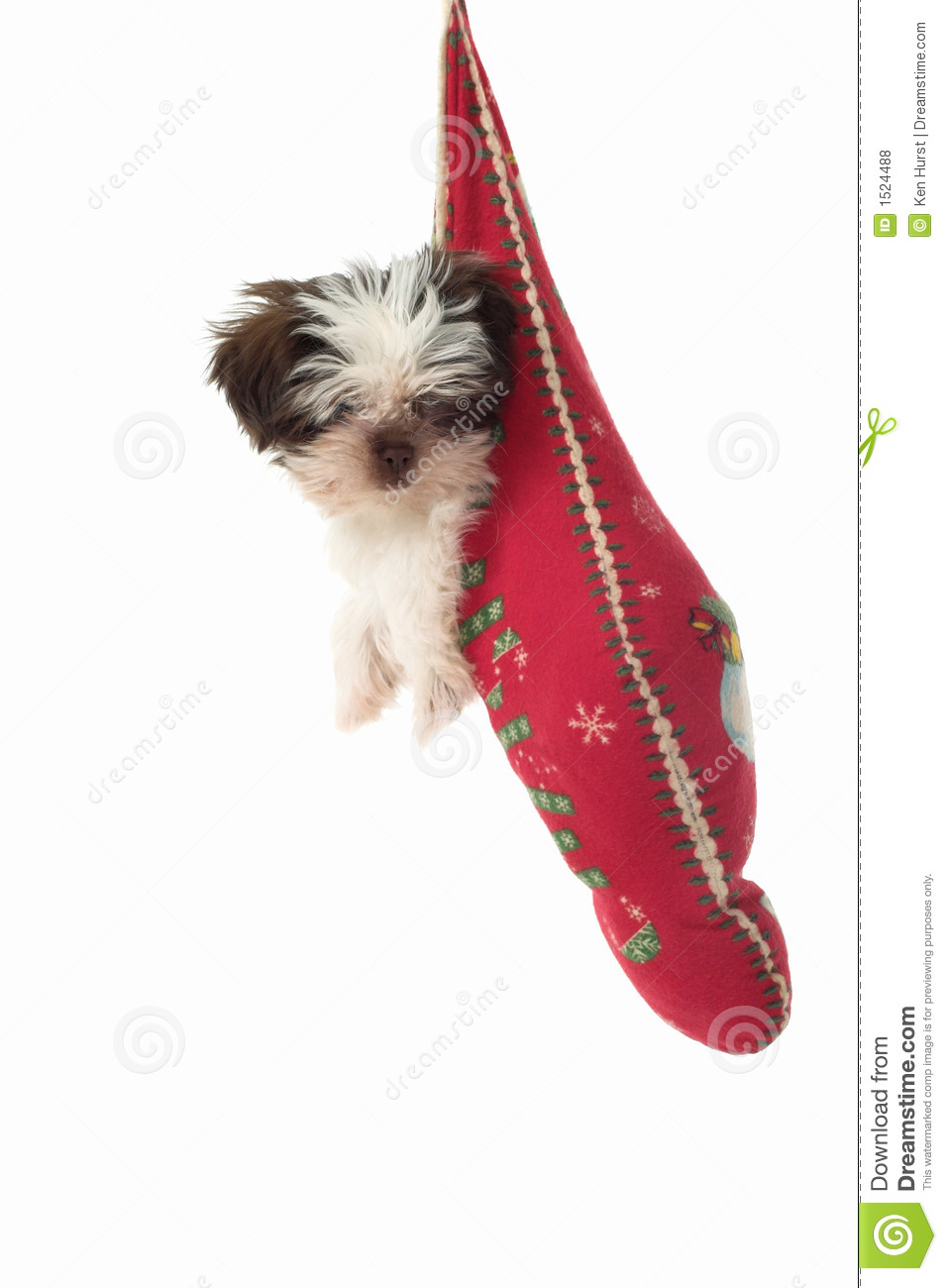Puppy Hanging Around In Christmas Stocking Royalty Free Stock Photos
