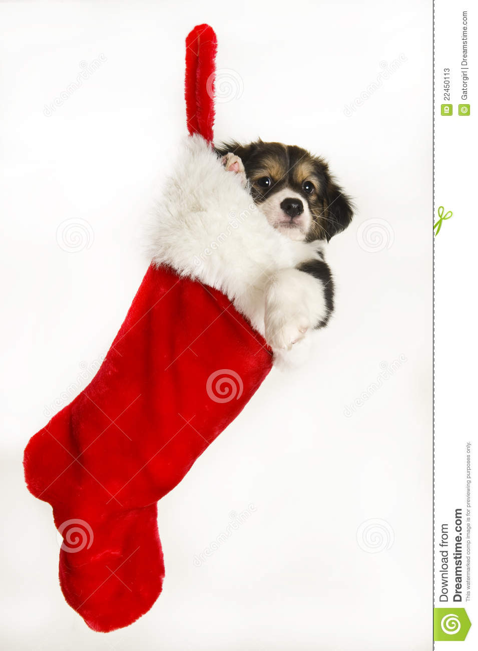 Similar Stock Images Of   Cute Puppy In Christmas Stocking Hanging