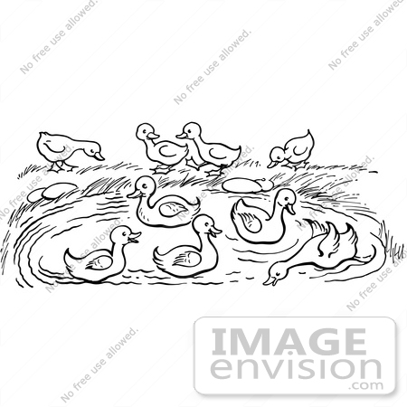 Clipart Of A Pond With Ducks In Black And White   Royalty Free Vector