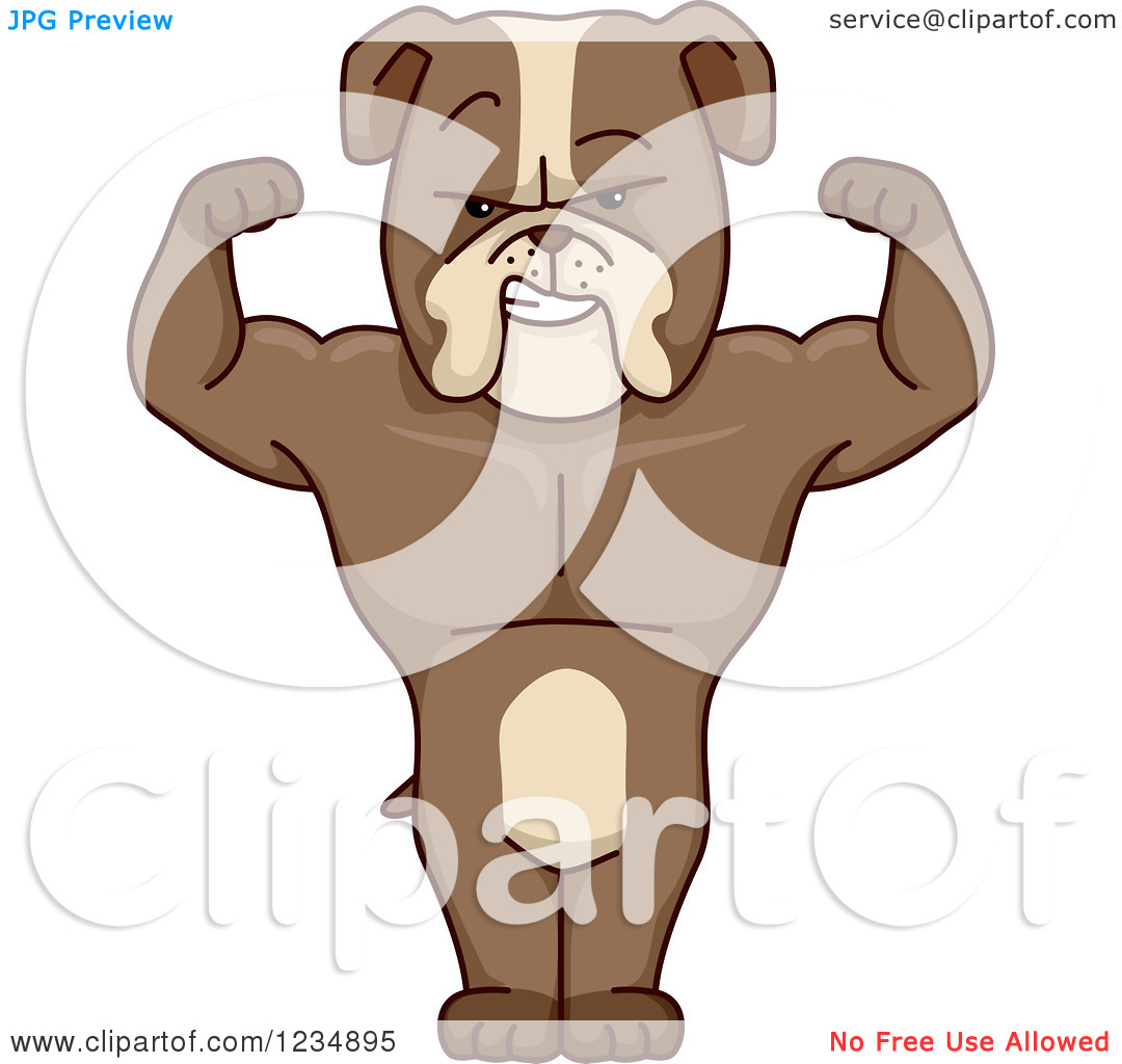 Clipart Of A Strong Bulldog Flexing And Standing   Royalty Free Vector    